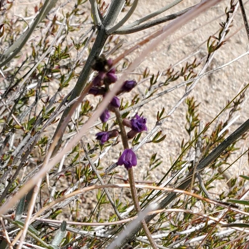 Astragalus bernardinus, photographed by Dan Horowitz