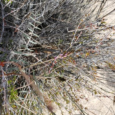 Astragalus bernardinus, photographed by Dan Horowitz