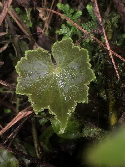 Hydrocotyle acutifolia, photographed by Jared Shorma