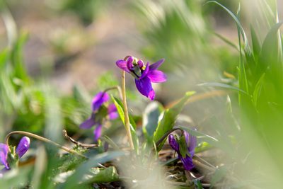 Viola prionantha, photographed by Yi CHEN