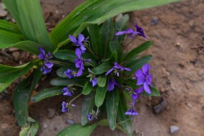 Viola philippica, photographed by Yi CHEN