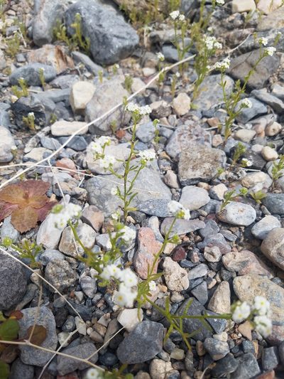 Cryptantha utahensis, photographed by Quinn Campbell