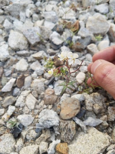 Eremothera refracta, photographed by Quinn Campbell