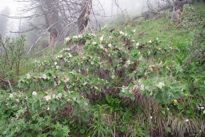 Caragana jubata, photographed by Egor Dyukarev