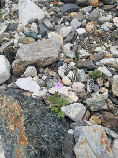 Gilia scopulorum, photographed by Quinn Campbell