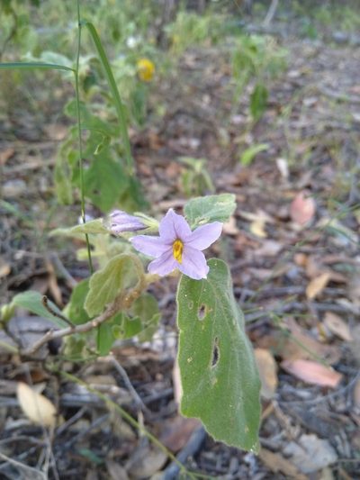 Solanum gympiense, photographed by Tony van Kampen