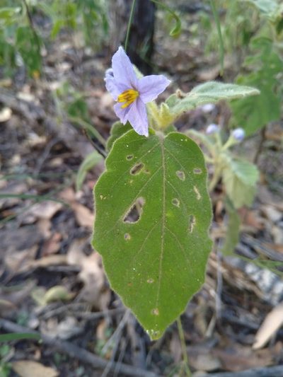 Solanum gympiense, photographed by Tony van Kampen