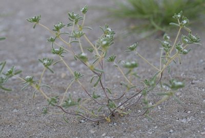 Eremocarya micrantha, photographed by Jesse Rorabaugh