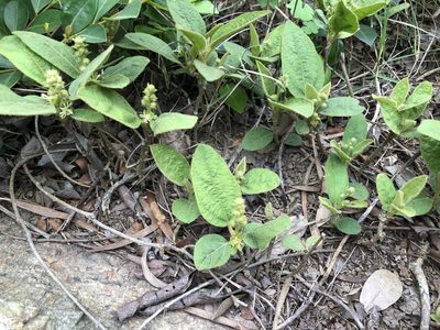 Croton crassifolius, photographed by Cheng-Tao Lin