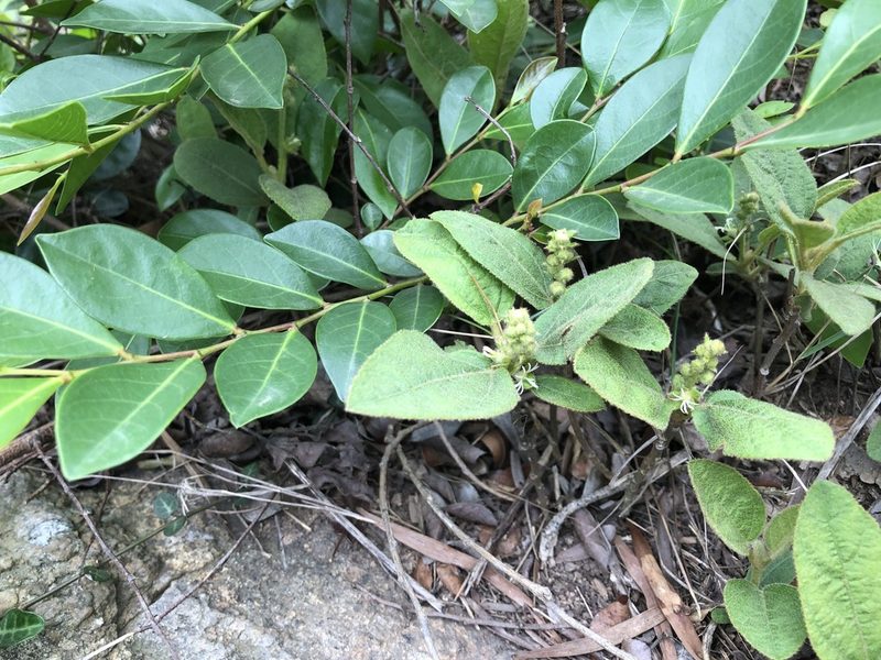 Croton crassifolius, photographed by Cheng-Tao Lin