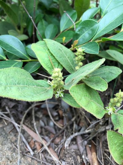 Croton crassifolius, photographed by Cheng-Tao Lin