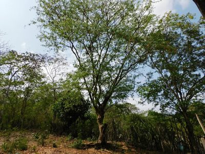 Plectrocarpa arborea, photographed by Álvaro Rivas Godin
