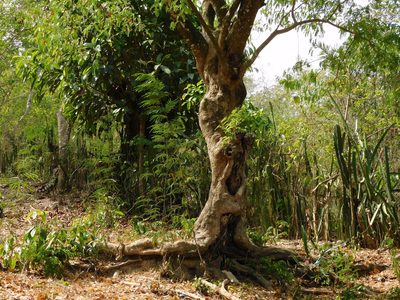 Plectrocarpa arborea, photographed by Álvaro Rivas Godin