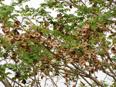 Pterocarpus acapulcensis, photographed by Álvaro Rivas Godin