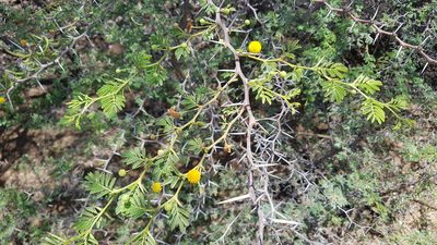 Vachellia tortuosa, photographed by dariapi