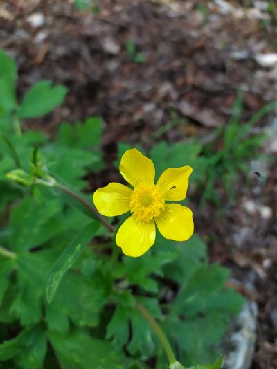 Ranunculus constantinopolitanus, photographed by Сергей Крыленко