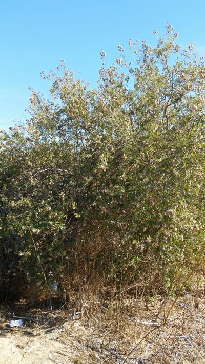Lippia formosa, photographed by Millie Basden