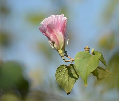 Gossypium aridum, photographed by adel-fridus