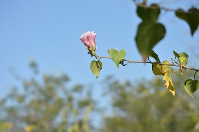Gossypium aridum, photographed by adel-fridus