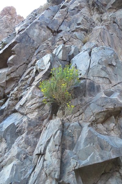 Senecio uspallatensis, photographed by Agustín Zarco