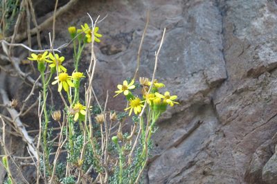 Senecio uspallatensis, photographed by Agustín Zarco
