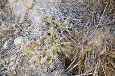 Maihueniopsis ovata, photographed by Agustín Zarco