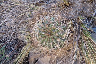 Soehrensia formosa, photographed by Agustín Zarco