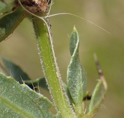 Barleria macrostegia, photographed by Nicola van Berkel