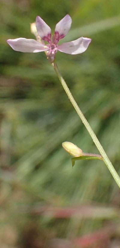Cleome conrathii, photographed by Nicola van Berkel