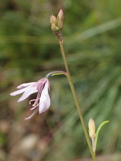 Cleome conrathii, photographed by Nicola van Berkel