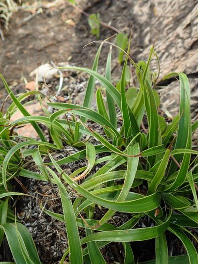 Xerophyta adendorffii, photographed by Nicola van Berkel