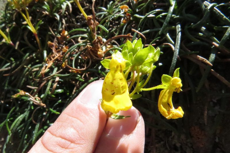 Calceolaria pinifolia, photographed by Agustín Zarco