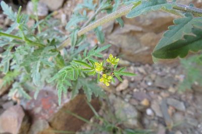 Descurainia pimpinellifolia, photographed by Agustín Zarco