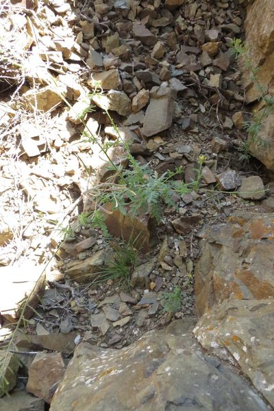 Descurainia pimpinellifolia, photographed by Agustín Zarco