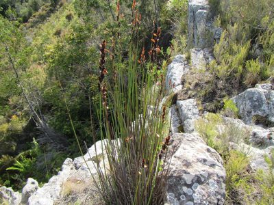 Elegia aggregata, photographed by douglaseustonbrown
