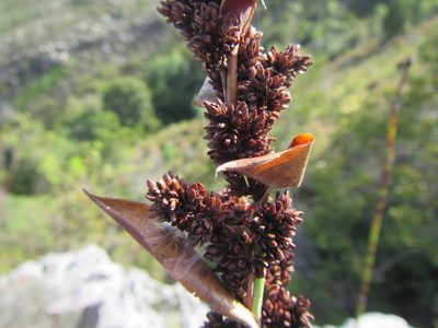 Elegia aggregata, photographed by douglaseustonbrown