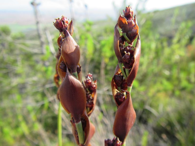 Elegia aggregata, photographed by douglaseustonbrown