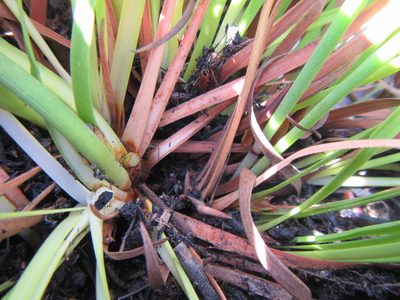 Capeobolus brevicaulis, photographed by douglaseustonbrown