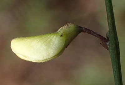 Tephrosia longipes, photographed by Nicola van Berkel