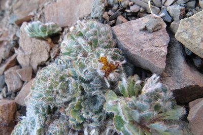 Chaetanthera spathulifolia, photographed by Agustín Zarco