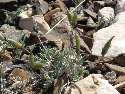 Oxytropis parryi, photographed by Jim Morefield