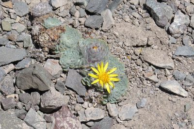 Chaetanthera spathulifolia, photographed by Agustín Zarco