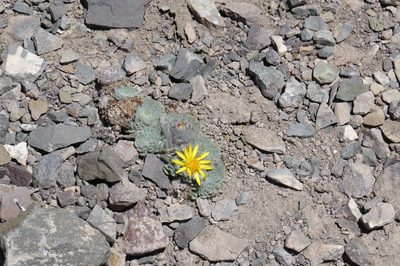 Chaetanthera spathulifolia, photographed by Agustín Zarco