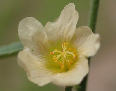 Sida lancifolia, photographed by Nicola van Berkel