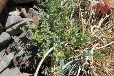 Astragalus arnottianus, photographed by Agustín Zarco