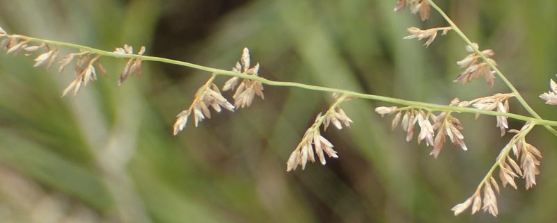 Eragrostis gummiflua, photographed by Nicola van Berkel