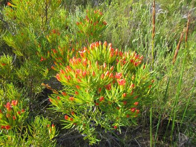 Penaea retzioides, photographed by douglaseustonbrown