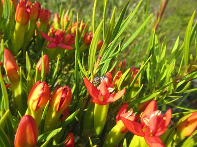 Penaea retzioides, photographed by douglaseustonbrown