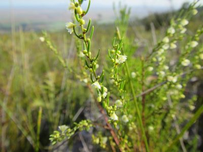 Clutia ericoides, photographed by douglaseustonbrown