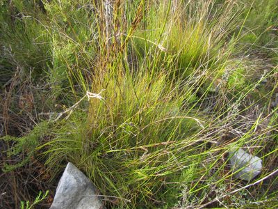 Tetraria fasciata, photographed by douglaseustonbrown